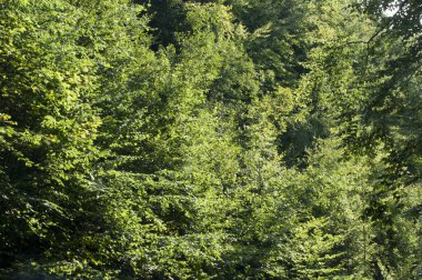                                Dağlardaki güzel orman