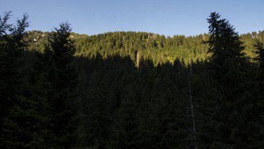                                Dağlardaki güzel orman