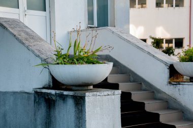 white concrete staircase with green plant in the house