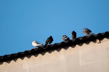 Çatıda oturan bir grup kuş.