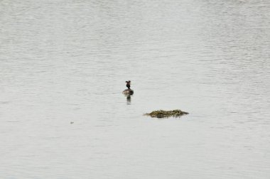 Ördekler gölde yüzer
