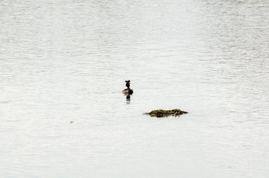 Ördek gölün kıyısında