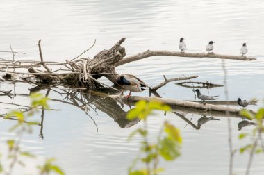 siyah kuyruklu karabataklar (akrokoraks koraks ).