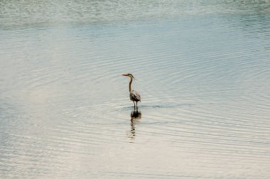 Gölde yüzen bir kuşun güzel bir görüntüsü.