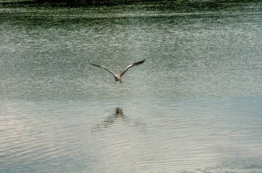 Göldeki bir kuşun yakın çekimi.