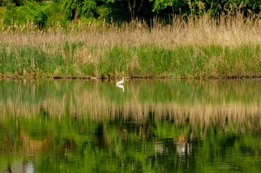 Nehirdeki beyaz kuğu