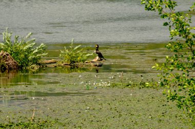 Göldeki yeşil çimlerin üzerinde küçük beyaz bir kuğu.