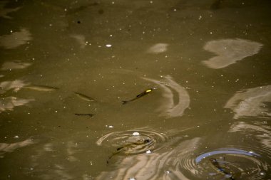 Güzel göl manzarası