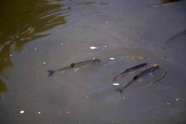 Göldeki koi balığı.