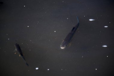 Koi balığı gölde yüzer.