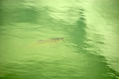 Nehirde küçük bir balık ağı