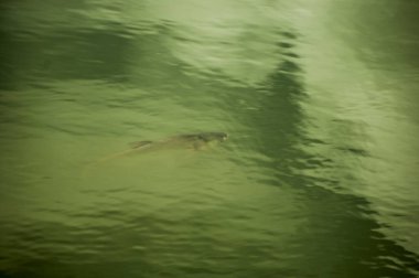 Sudaki yeşil sazan.