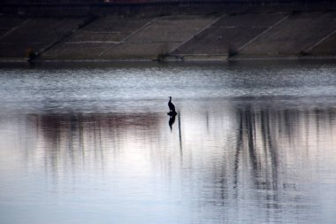 su üzerinde uçan martı