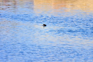Gölde güzel bir kuş manzarası