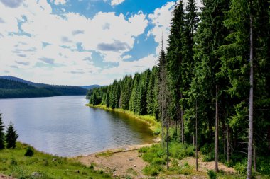 Nehrin güzel manzarası yaz ormanında