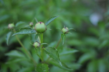 Güzel botanik fotoğrafı, doğal duvar kağıdı.