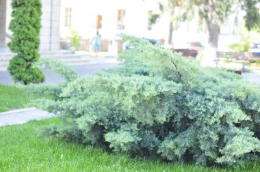 Parkta yeşil çimenler