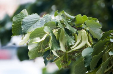Yeşil bir ağacın yakınında.