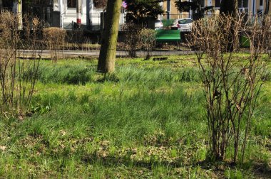 Şehir parkının güzel manzarası