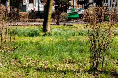 Parkta yeşil çimen.