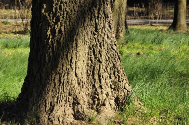 Parktaki büyük ağaç, bahar, güneşli gün