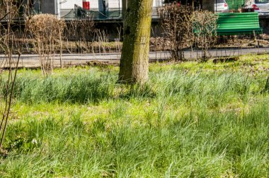 Parkın güzel manzarası