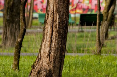 Parktaki güzel ağaç gövdesi