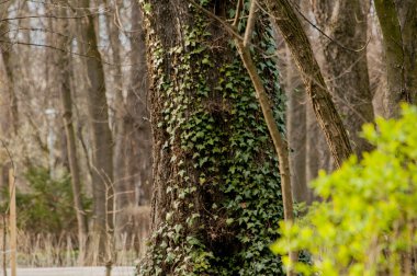 Eski bir meşe ağacının dikey görüntüsü.