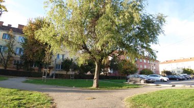 parkta güzel şehir