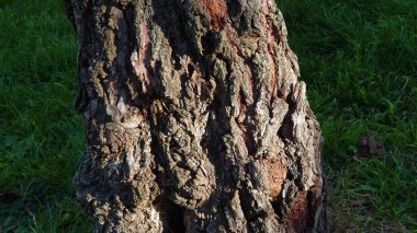 Büyük kabuklu bir ağacın dikey görüntüsü.