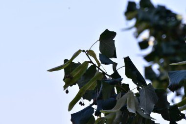 Siyah arkaplanı olan bir ağacın yakın plan fotoğrafı.