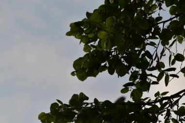 Ağaç dalları, doğa bitki örtüsü ve yeşillik ortamı