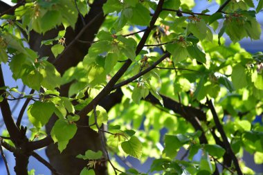 Bahçedeki bir ağacın yeşil yaprakları