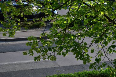 Bahçedeki yeşil ağaç