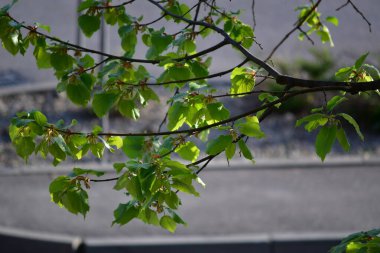 Ormanda yeşil yapraklar