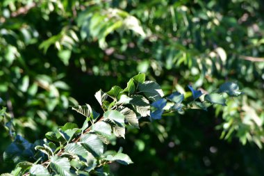 yeşil yapraklar, bitki yaprakları