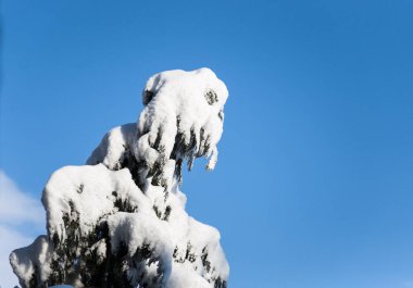 Doğanın güzel manzarası