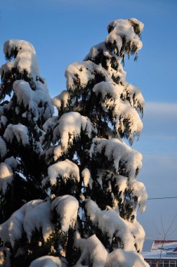 Kışın bir kentte çam ağacı karla kaplanır.