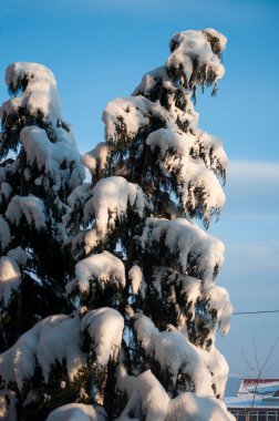 Kar - ağaçla kaplı ve dalları mavi gökyüzüyle.