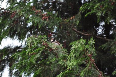 the green tit sits on a tree in autumn.