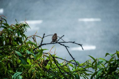 Parkta ağaç serçesi