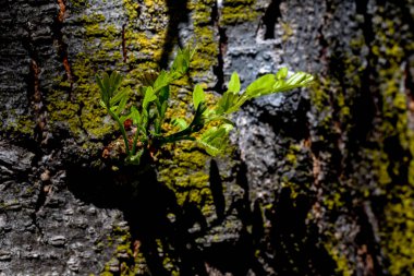 Ağaçta yeşil yosun