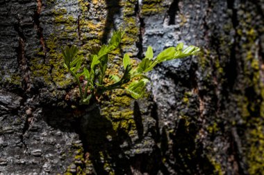 Ağaçtaki yeşil yapraklar