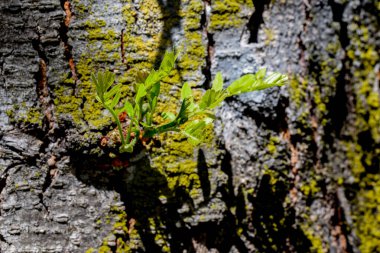 Yosun dolu ağaç gövdesi