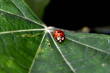Yeşil yaprakta uğur böceği