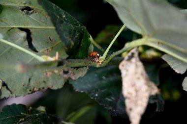 yeşil yapraklar, bitki ve hayvan