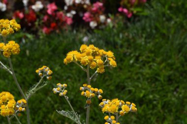 Bahçedeki güzel çiçekler