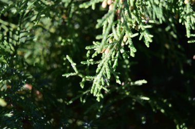 Ormanda yeşil yapraklar