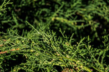 Bahçedeki yeşil çimenler