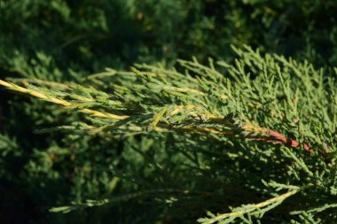 Güneş ışığındaki yeşil bitkinin seçici görüntüsü